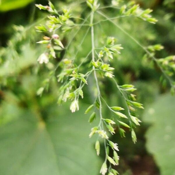 Poa trivialis ফুল