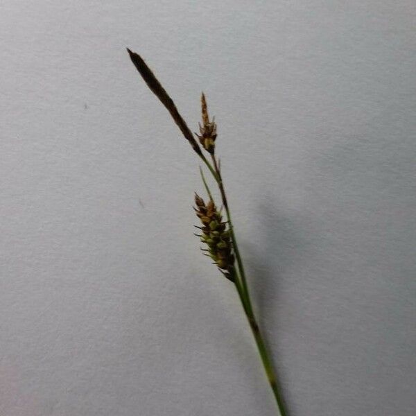 Carex hostiana Ffrwyth