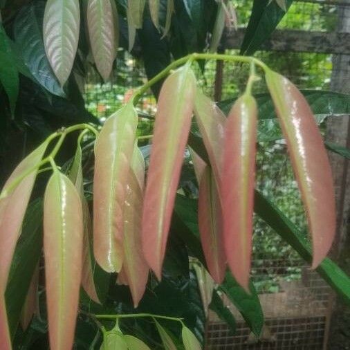 Stelechocarpus burahol Leaf
