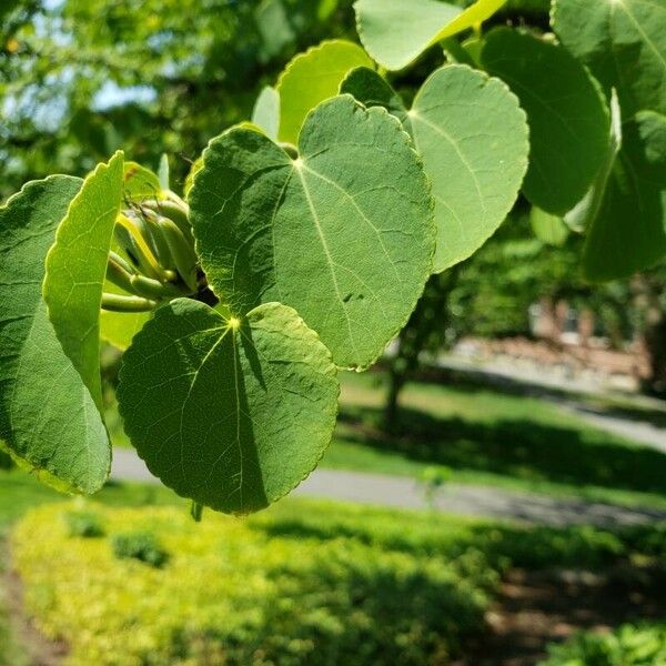 Cercidiphyllum japonicum برگ