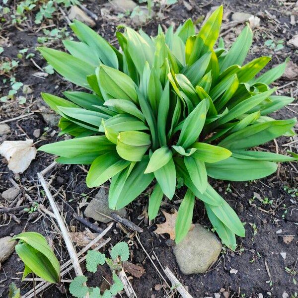 Allium tricoccum Leaf