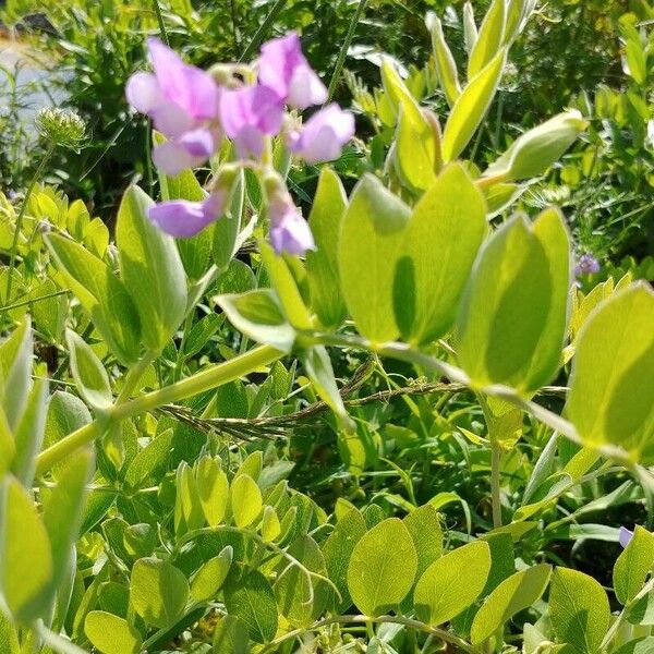 Lathyrus venosus Õis