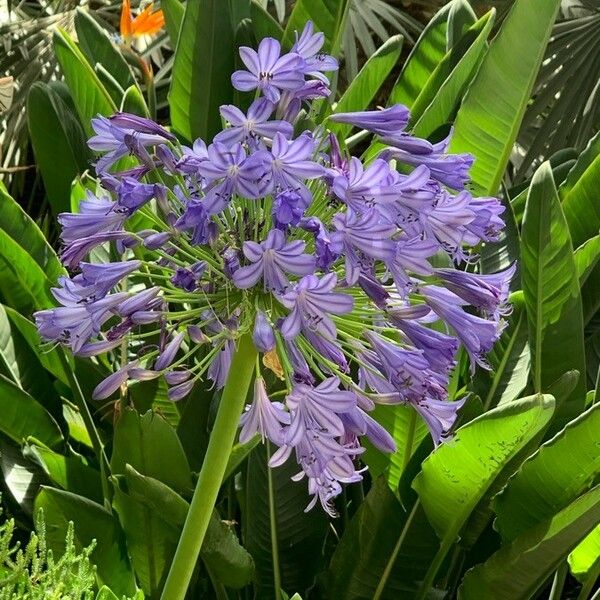 Agapanthus praecox Květ