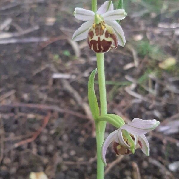 Ophrys holosericea Kukka