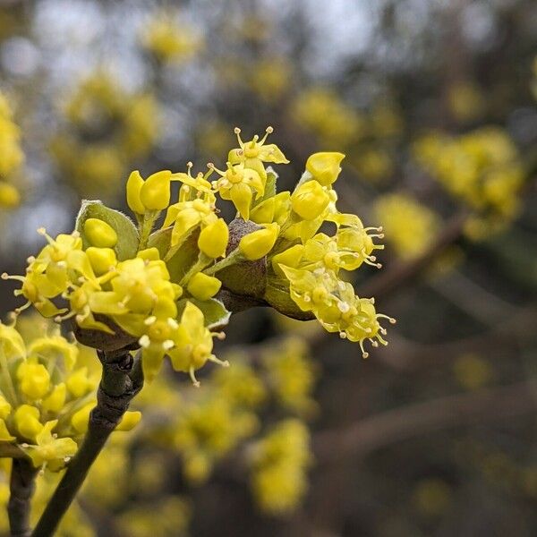 Cornus mas 花