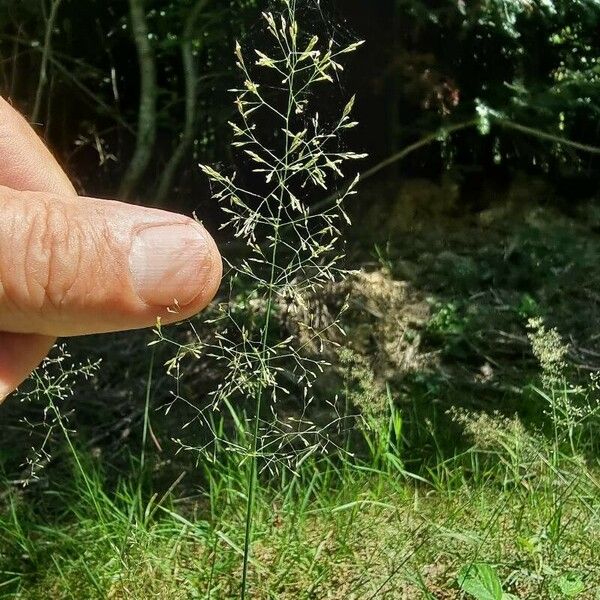 Agrostis capillaris Цветок