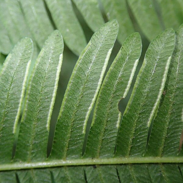 Pteris catoptera Folla