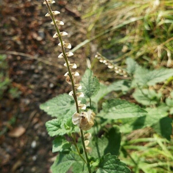 Scutellaria columnae Λουλούδι