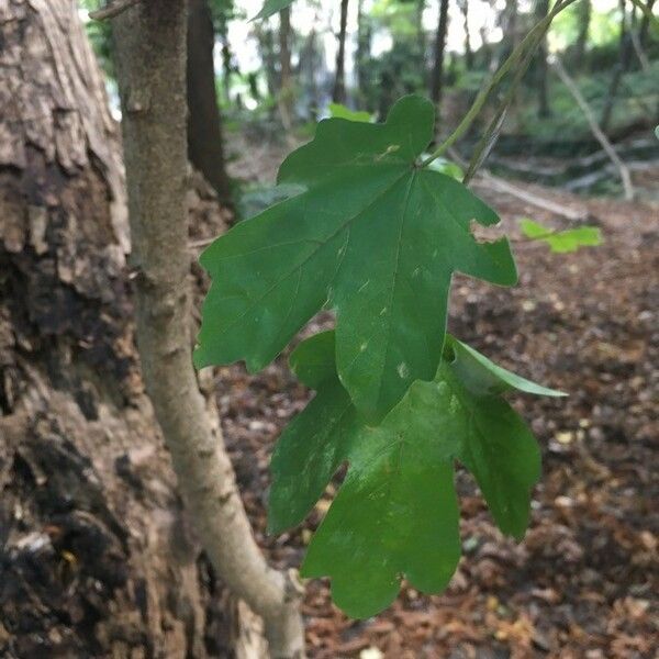 Acer campestre Blad