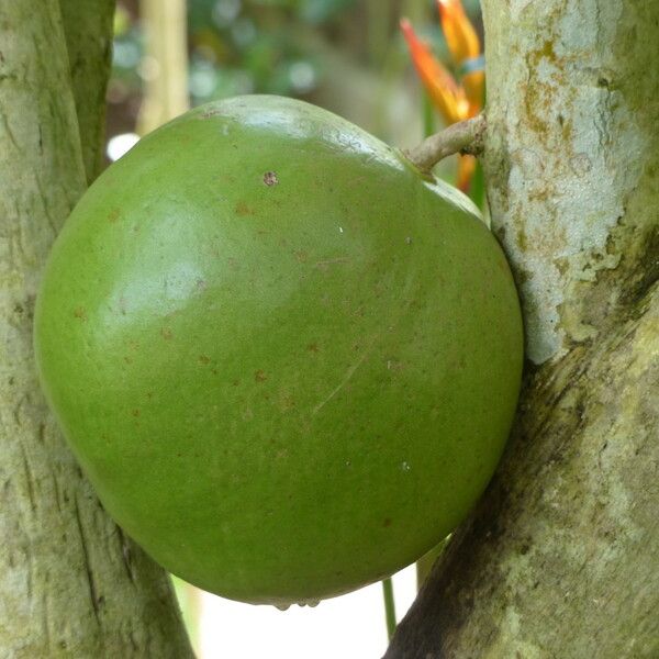 Crescentia cujete Fruit