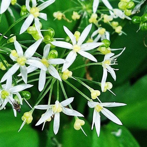 Allium ursinum Kukka