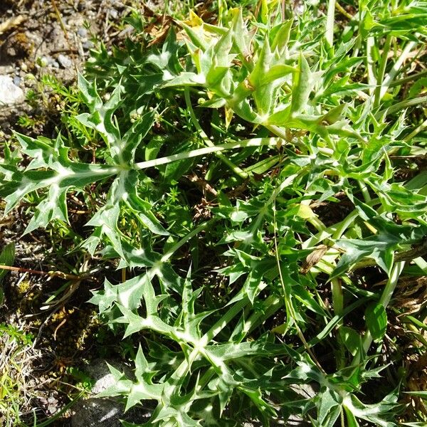 Eryngium bourgatii ഇല