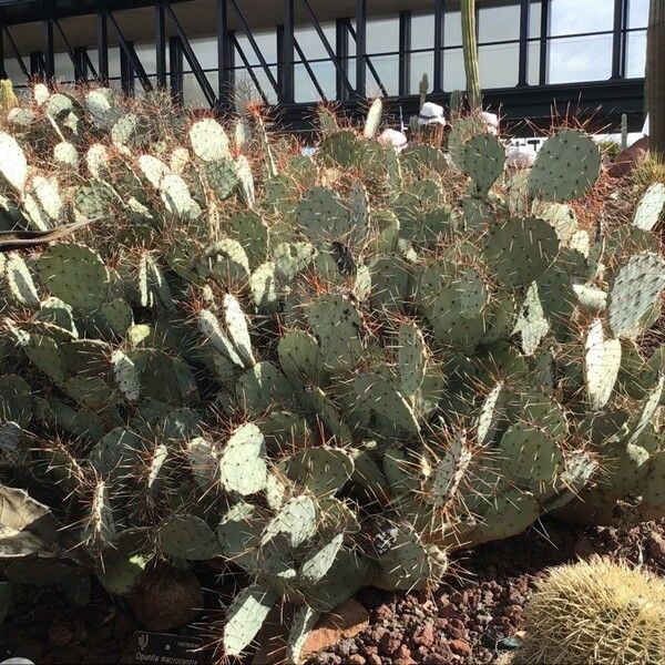 Opuntia macrocentra Habitus