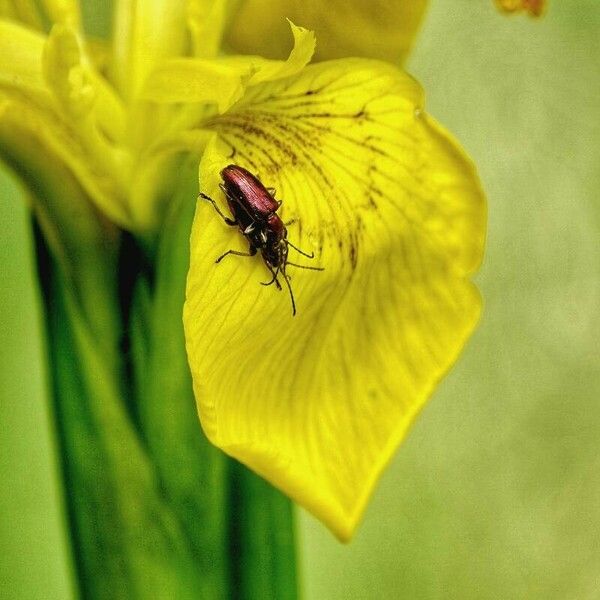 Iris pseudacorus ᱵᱟᱦᱟ