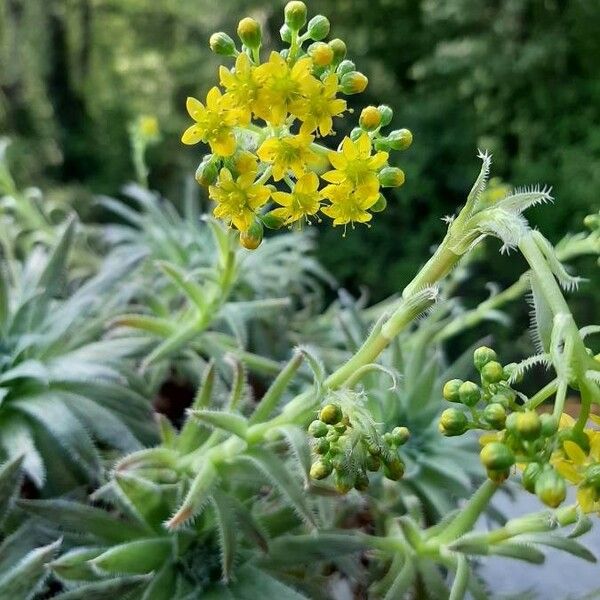 Aeonium simsii Flower