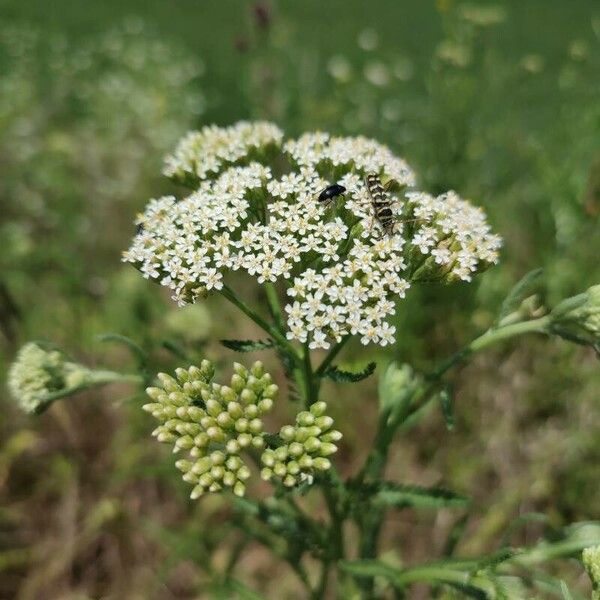 Achillea ligustica Flower