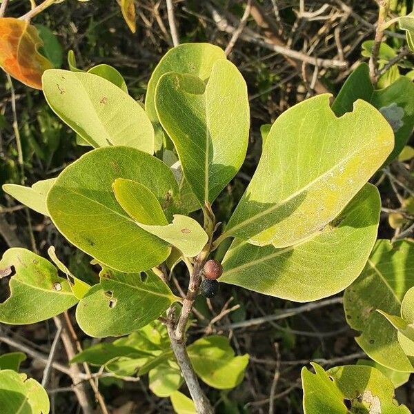 Avicennia marina ഫലം