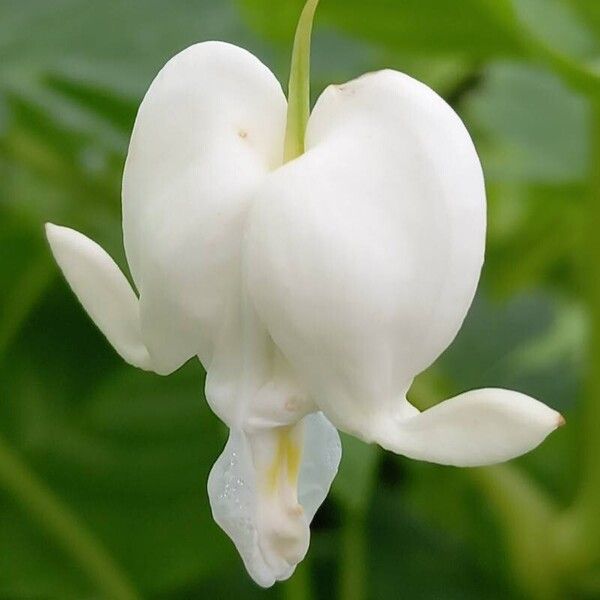 Lamprocapnos spectabilis Flower