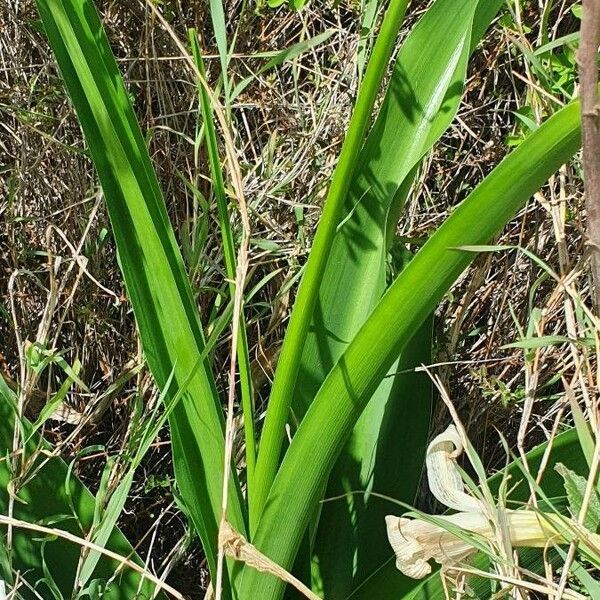 Crinum macowanii Lehti