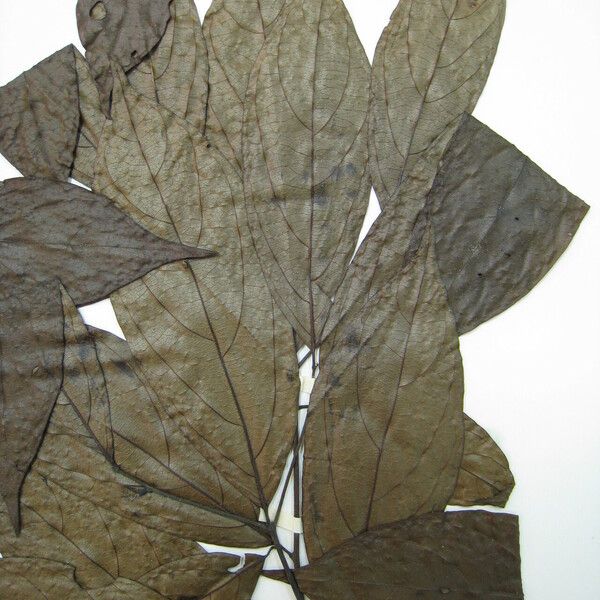 Cordia panicularis Inny