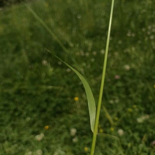 Lolium arundinaceum Leaf