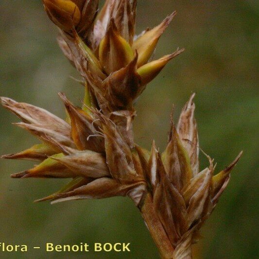 Carex colchica Fruct