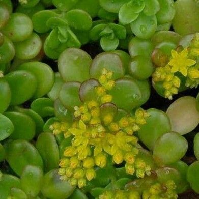 Sedum kimnachii Květ