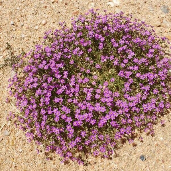 Spergularia rubra Hábitos