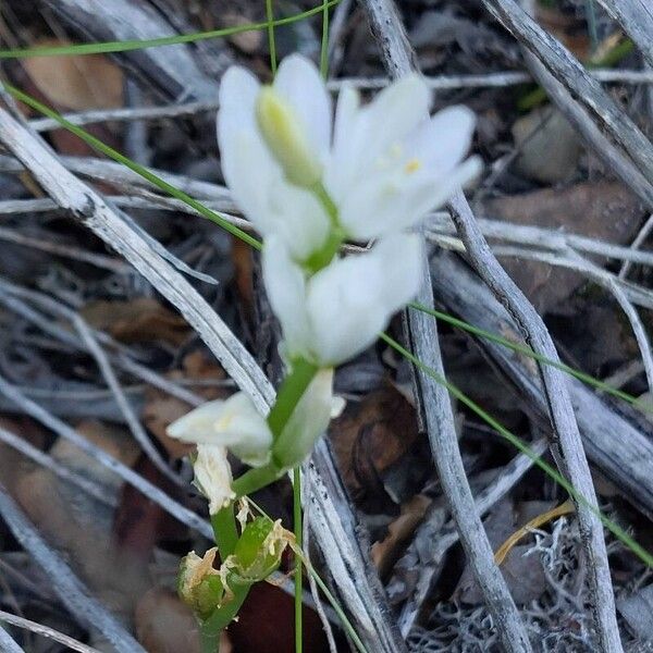 Ornithogalum broteroi Floro