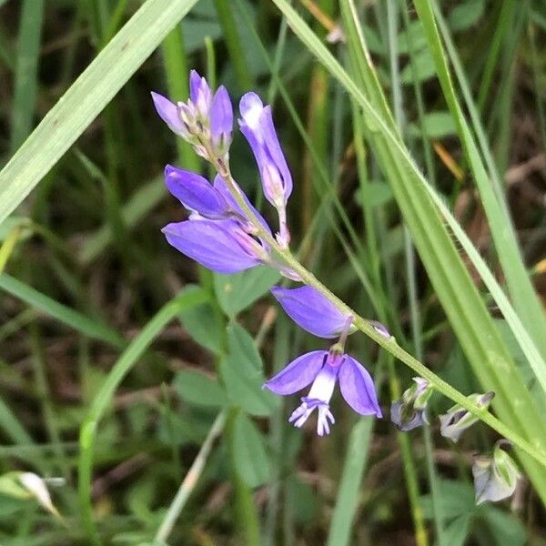 Polygala vulgaris Blodyn