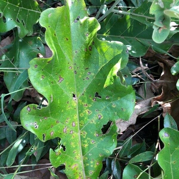 Solanum lycocarpum Blad