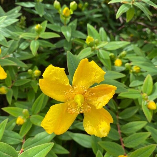 Hypericum patulum Blüte