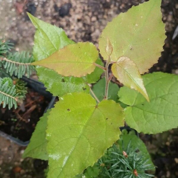 Populus tremula Leaf