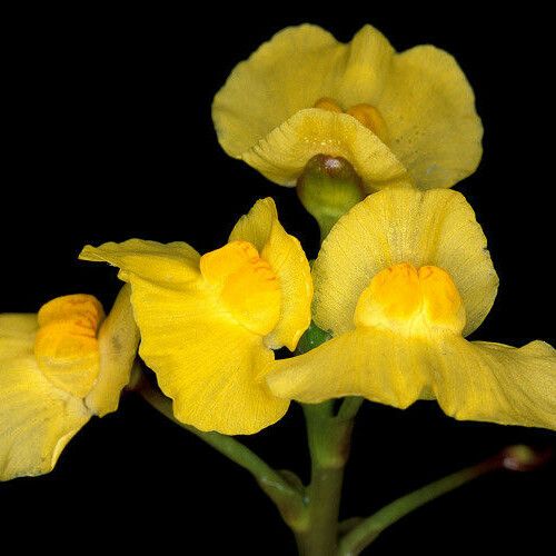 Utricularia foliosa Kvet