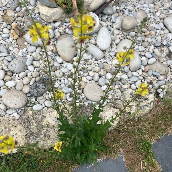 Verbascum virgatum Flor