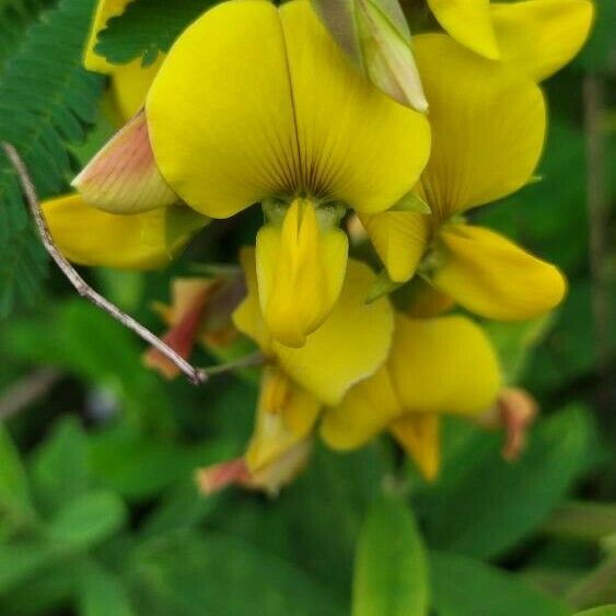 Crotalaria retusa പുഷ്പം