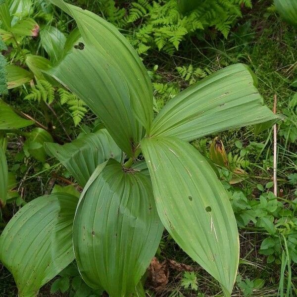 Veratrum album Levél