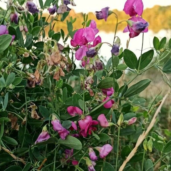 Lathyrus tuberosus Агульны выгляд