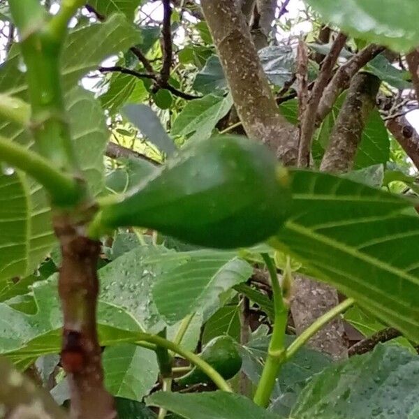 Ficus carica Frucht