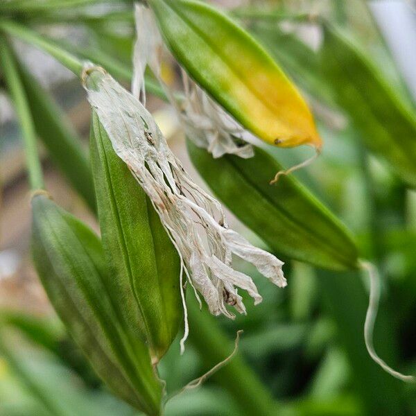 Agapanthus africanus Flower