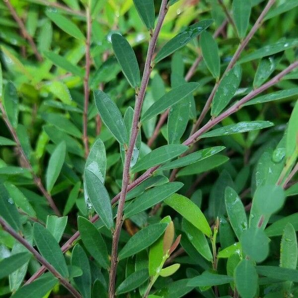 Buxus rolfei Leaf