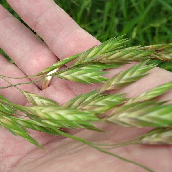 Bromus catharticus Flower