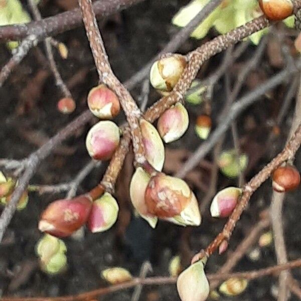 Corylopsis pauciflora Fiore