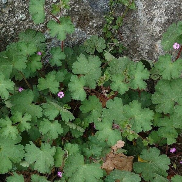 Geranium rotundifolium Облик