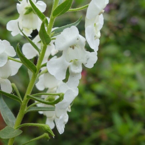 Angelonia biflora Fleur