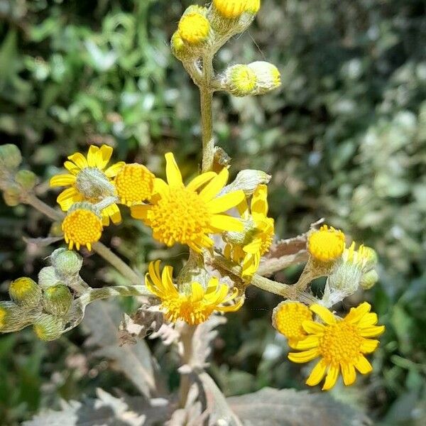 Senecio pterophorus Flor