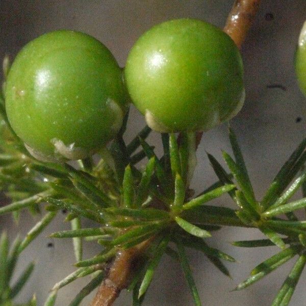 Asparagus acutifolius Fruit