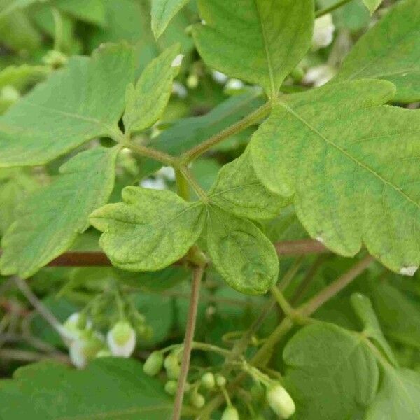 Cardiospermum grandiflorum Fuelha