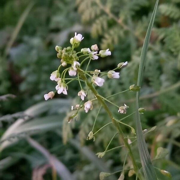 Capsella bursa-pastoris Flower