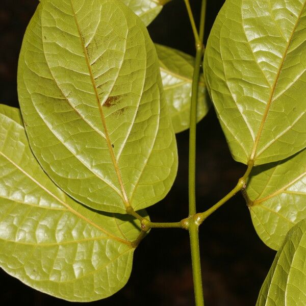 Bignonia aequinoctialis Fulla